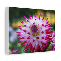 Pink Dahlia Canvas Wall Art — Matte Stretched Floral Print